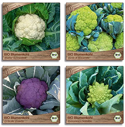 Samenliebe BIO Blumenkohl Samen Set mit 4 samenfesten Gemüsesamen Sorten für Gewächshaus Freiland und Balkon Blumenkohl BIO Gemüse Saatgut
