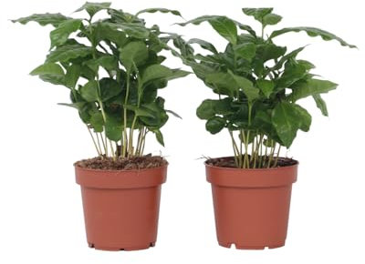 Plant in a Box - Coffea Arabica - Set of 4 - Caféier d'arabie - Plante à café - Plante d'intérieur - Arbuste - Pot 12cm - Hauteur 25-40cm