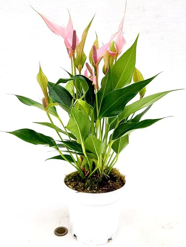 POWERS TO FLOWERS - ANTHURIUM ROSA LILLI IN VASO 12cm diametro, pianta vera