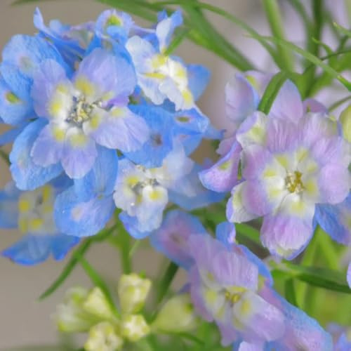 rittersporn kletterpflanzen winterhart, bio delphinium blumenwiese mehrjährig, herbst deko kräuterpflanzen, balkon bodendecker winterhart 1000samen