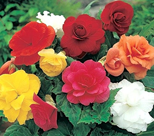 Begonia 'Double Mixed' WPC Prins Quality Bulbs/Tubers Pack x3