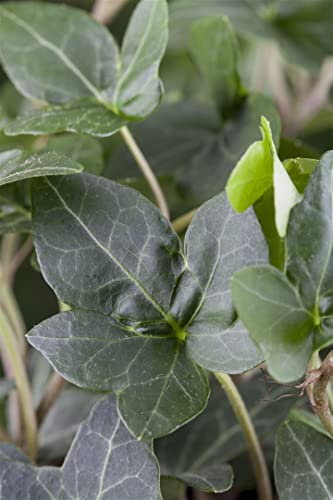 Hedera helix 'Plattensee' 40-60 cm – Immergrün, Winterhart & Pflegeleicht – Efeu – Kletterpflanze für Wand & Zaun