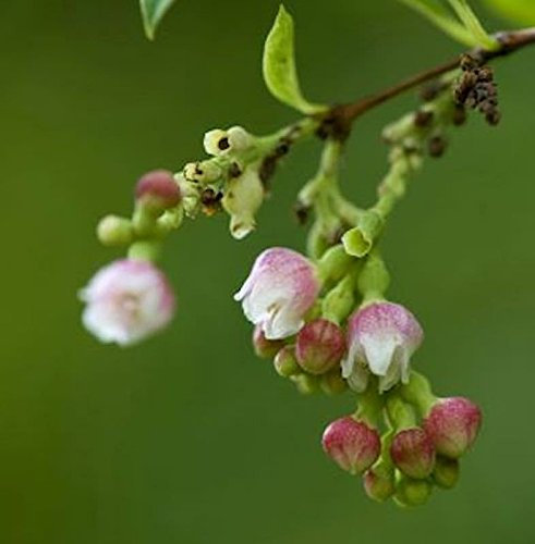 Knallerbsenstrauch 125-150cm - Symphoricarpos albus - lebende Gartenpflanze aus den Baumschulen