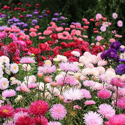 semi di crisantemo, balcone giardino perenni resistenti esotiche decorative 200pcs