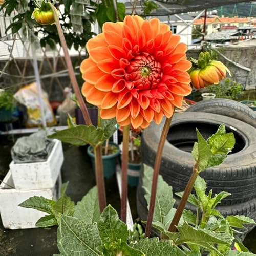 semillas dalia - semillas exóticas de balcon jardín, pradera perennes 55pcs