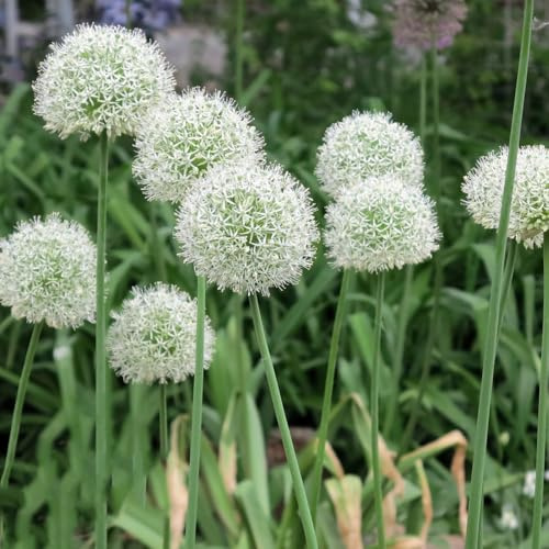 Semillas de Allium giganteum, perennes Semillas de puerro gigante, semillas de para invitados productos sostenibles jardín 500pcs