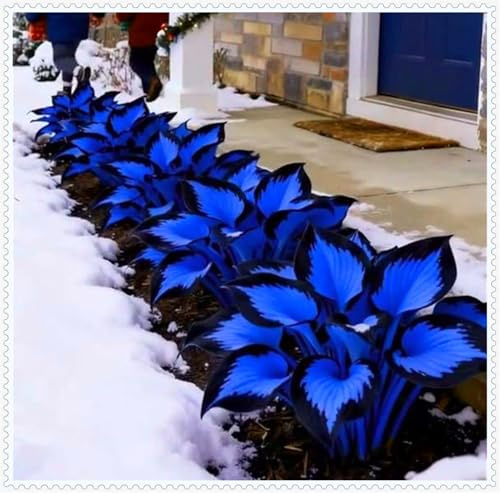 Bulbi di Hosta-Hosta Bulbi- Resistenti al freddo e alla siccità-Rare-4 Bulbi-I