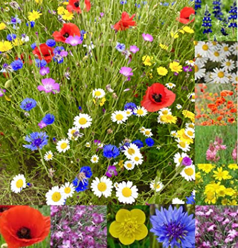 Wild Flower Cottage Garden Bee & Butterfly Fragrant Perennial Plant Mix Wild Flower Seeds 25g - 200g (Tri-Mix, 50g)