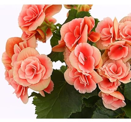 Flor de Begonia ELATIOR Planta Viva con Flores de Colores