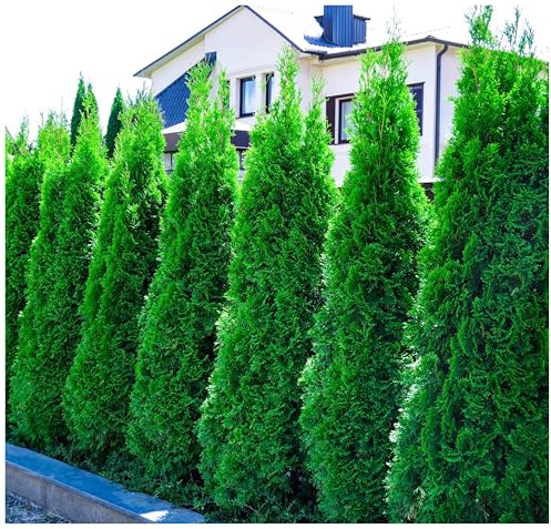 Stauden Gänge 100 x Thuja occidentalis 'Smaragd' (Gehölz/Winterhart/Mehrjährig/Heckenpflanze/Immergrün) Lebensbaum - Der brillante Sichtschutz für jeden Garten