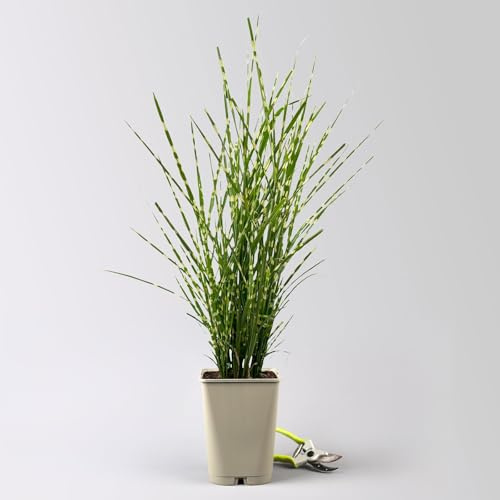Bio Zebragras 'Zebrinus', Topf 5 Liter