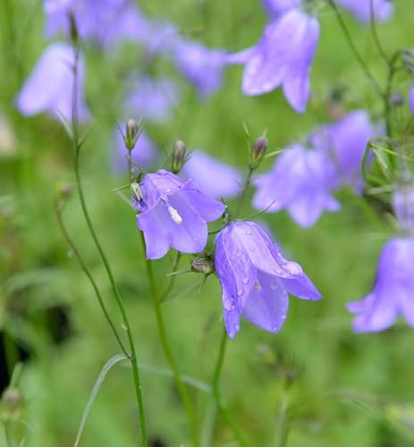 Rundblättrige Glockenblume Olympica - Campanula rotundifolia - lebende Gartenpflanze aus den Baumschulen