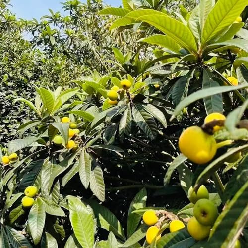 wollmispel, anzucht obstsamen wollmispel topfpflanzen draußen winterhart obstbaum, säulenobstbäume winterharte 20samen