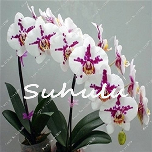 New Fresh 100Pz semi bianchi del vento dell'orchidea Phalaenopsis