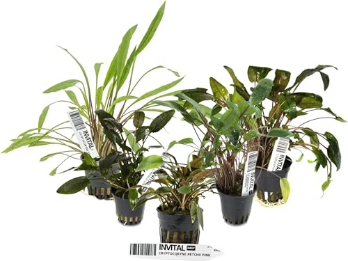 INVITAL Aquarium Pflanzen Set mit 5 verschiedenen Cryptocoryne-Pflanzen Ø 5,5 cm