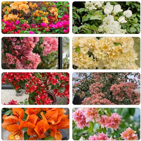 bouganville semi vaso rampicanti resistenti ornamentale selvatici balcone decorazioni giardino 500pcs