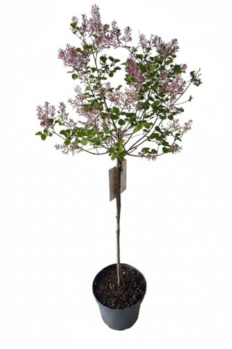 Syringa Meyeri Palibin120-130, Zwerg-Duftflieder Stämmchen, | Winterhart, Robust, Angenehm Duftend, Blüte Pink
