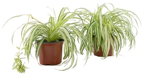 Chlorophytum -Pack 2 Unidades - Plantas Vivas - Plantas Naturales para Decorar el Hogar