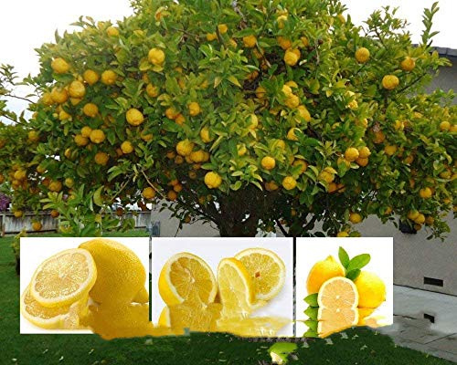 Graines De Citronnier Rares Graines D'Arbres Fruitiers Délicieux Semis De Jardin À Domicile Taux De Survie Élevé Graines