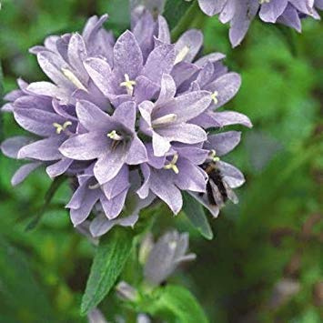 Campanula Moesiaca 100 Frische Seed : Seeds Only