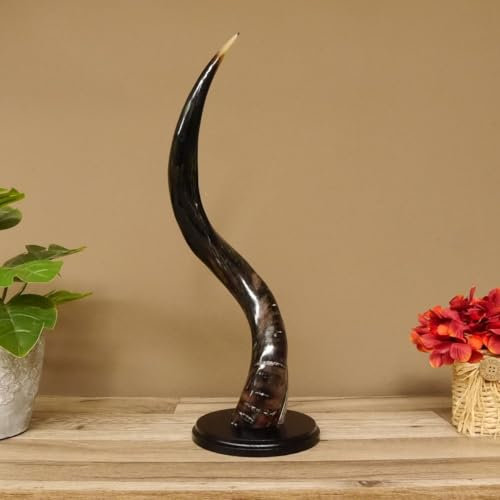 GTK Geweihe & Trophäen Krumholz Kudu 80.20.5.6 - Cuerno exterior (1 unidad, 51 cm, pulido), diseño brillante