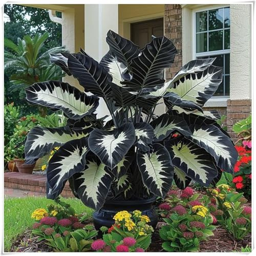 adatte per la decorazione di giardini e balconi,resistenti al freddo e alla siccità,miste,Bulbi di Hosta -Radici selezionate di hosta,-4 Bulbi-C