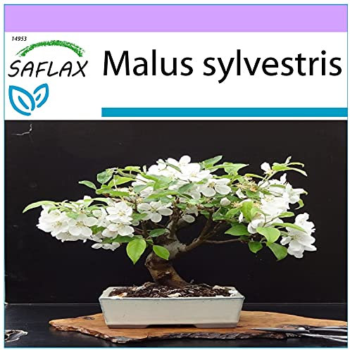 SAFLAX - Melo selvatico - 30 semi - Malus sylvestris