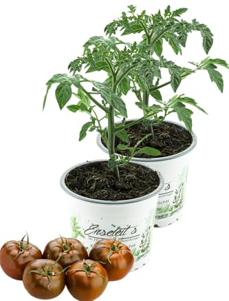 2er Set Tomatenpflanze Schokoladen Tomate, Kakao Tomaten pflanze F1 Sorte, Gemüse Tomatenpflanzen