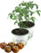 2er Set Tomatenpflanze Schokoladen Tomate, Kakao Tomaten pflanze F1 Sorte, Gemüse Tomatenpflanzen