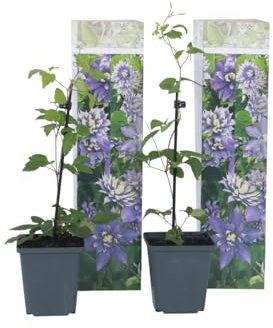 Plant in a Box - Clematis hybrid Taiga - 2er Set - Klematis - Winterharte Kletterblumen - Lila - Topf 9cm - Höhe 25-40cm