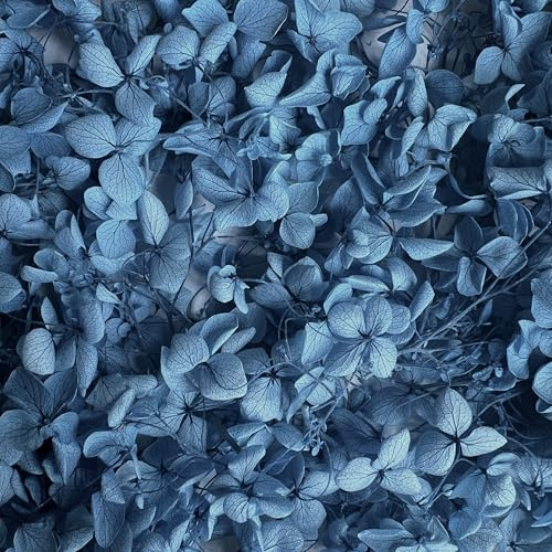 Preserved Dried Hydrangea - 5g of Hydrangea Flower Petals, UK Florist, for Wedding Decor, DIY, Handmade, Party Office Home Decor (Blue)