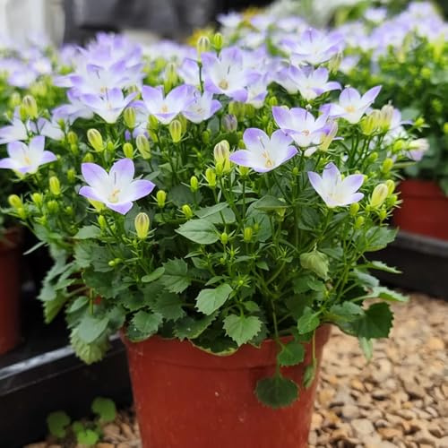 semi resistenti di campanula - copertura del terreno, perenne di campanula, balcone, decorativi, giardino, 200pcs