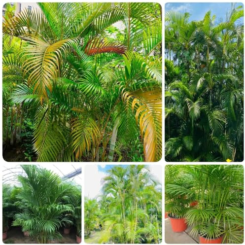 Goldfruchtpalme, indoor pflanzensamen Dypsis lutescens, grünpflanzen zimmerpalme exotische alte sorten balkonpflanzen 300Samen