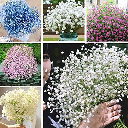 Benoon Semi Di Gypsophila, 200 Pz/Borsa Semi Di Gypsophila Alto Tasso Di Germinazione Semi Di Gypsophila Vibrante Decorativi Rustici Per Giardino Semi di Gypsophila