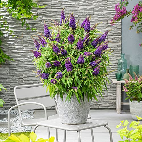 Buddleja Plants Buddleia davidii Dwarf Compact 'Butterfly Candy Little Purple' Hardy Shrub Butterfly Bush Purple Blooms Easy to Grow Your Own Garden Flowers 1x 9cm Potted Plant by Thompson and Morgan