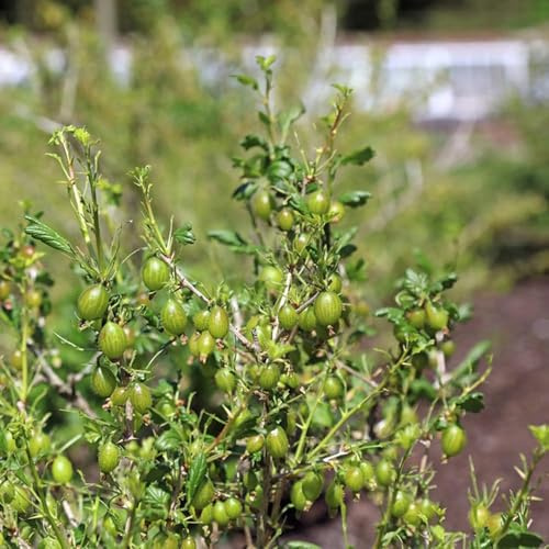 Semi perenni resistenti grosellas, di balcone biologico di tetto verde bonsái 500pcs