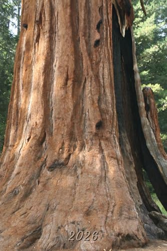 2026: Small Monthly Calendar Planner - Sequoia Tree