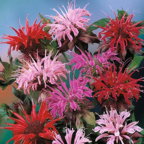 MONARDA DYDIMA MISCUGLIO NR.25 SEMI