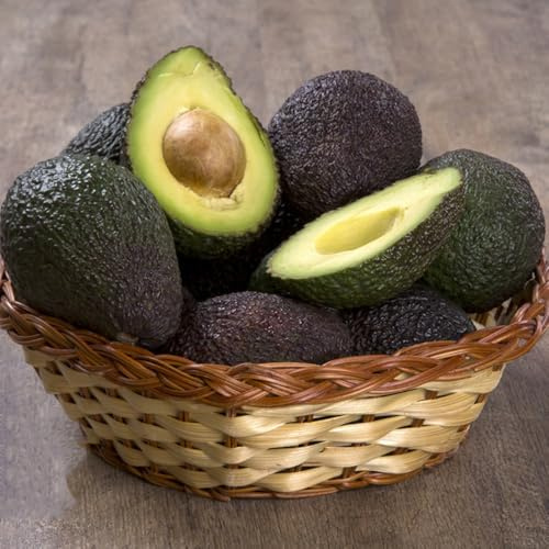 Semi di avocado resistenti, esotiche le sono resistenti, giardino fresca, balcone giardino 25pcs