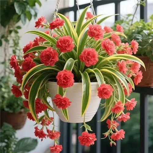 ragnopiante - Chlorophytum comosum d'appartamento esotiche esterno Aiuole rialzate giardino 3piante