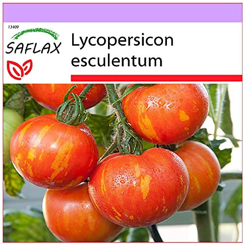 SAFLAX - Tomate - Tigerella - 10 semillas - Lycopersicon esculentum