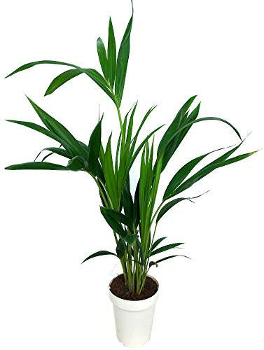Kentia Fosteriana natural M14 palmera de interior de 90cm de altura con maceta decorativa incluida.