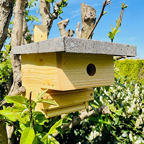 DARLUX Natur Holz Nistkasten mit Marderschutz für Kohlmeise u. kleine Singvögel. nach NABU gefertigt aus verschraubtem Massiv-Holz I wetterfest I Produziert in Sachsen I 2,8kg schwer