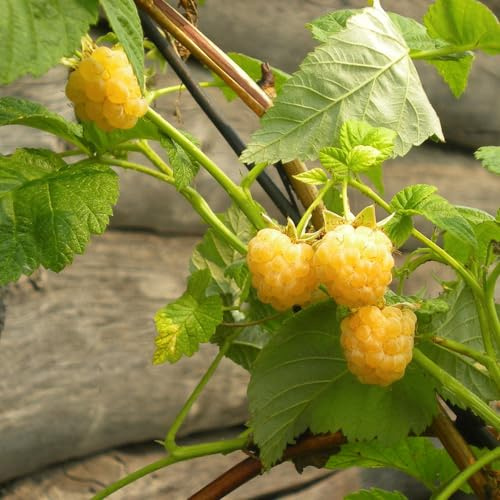 semi di lampone semi giardino rocce colonnarie estremamente resistenti 100pcs