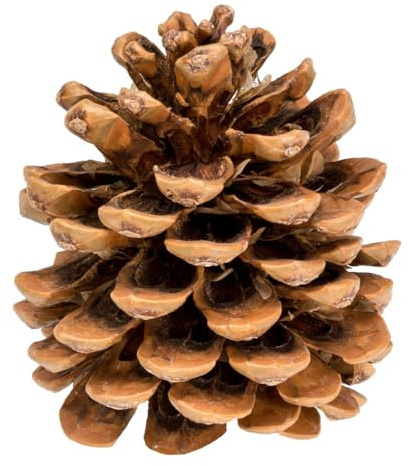 NaDeco Pinienzapfen, Größe 12-14cm, 1 Stück | Pinus pinea| Tannenzapfen | Kiefernzapfen | Dekozapfen | Zapfendeko | Deko-Zapfen | Naturzapfen | Baumzapfen | Adventsdekoration | Weihnachtsdekoration