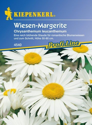 Margeriten 'Wiesen-Margerite'