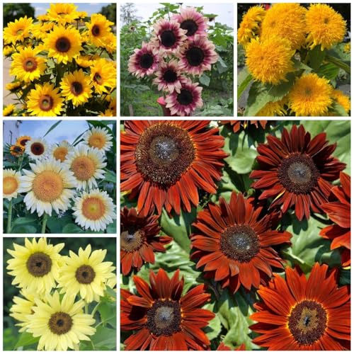 sonnendeko - geschenke für gartenfreunde, sonnenblumensamen mehrjährig winterhart, gartenblumen zimmerpflanze blumenwiese 40samen
