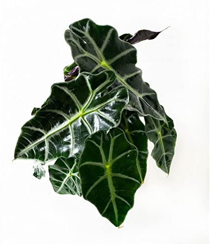 Alocasia Natural Planta de Interior Conocida como Oreja de Elefante