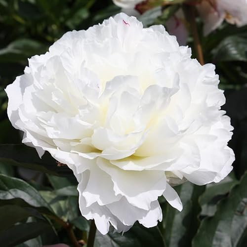 Pfingstrose 'Shirley Temple' | 1 Stück | Knolle | Schnittblume | duftend | Verwildernd | Rosa | Weiß | 100% Blütegarantie | QFB Gardening