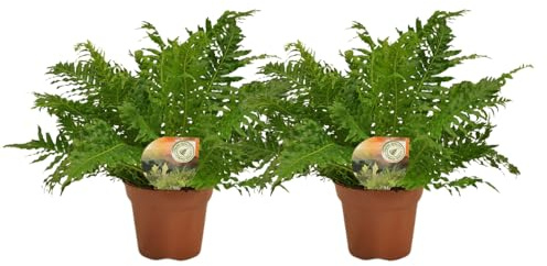 Blechnum Silver Lady - Felce argentata | 2 pezzi - 40-50cm - Ø17cm - Pianta d'appartamento - Sempreverde - Multideal